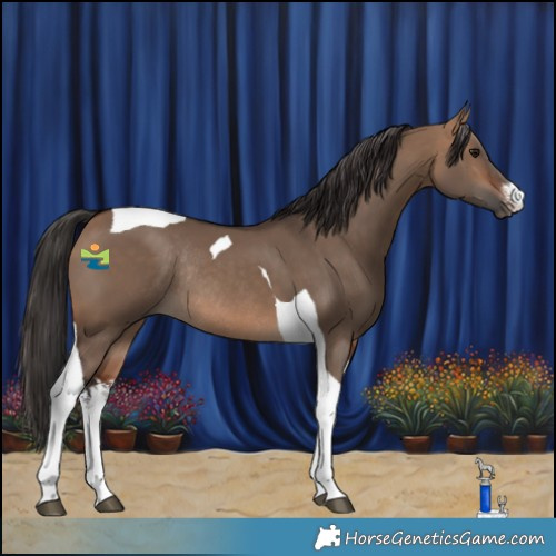 Horse Color:White Spotted Bay Dun Tobiano Rabicano 
