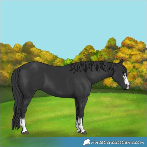 Horse Color:Unknown 