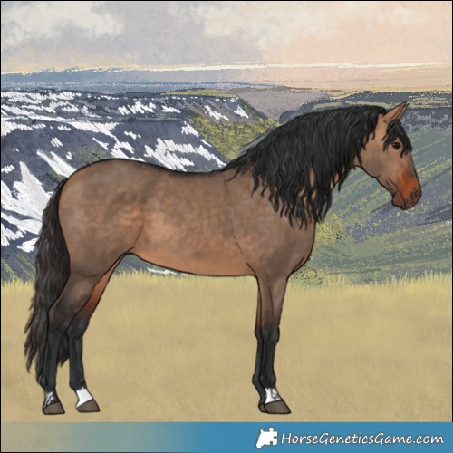 Horse Color:Bay Dun and Bay Dun