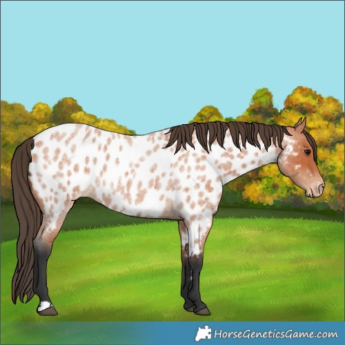 Horse Color:Bay Roan Near Leopard 