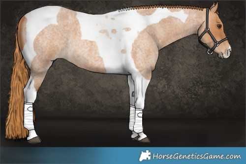 Horse Color:Red Roan Tobiano