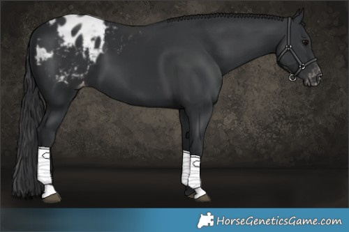 Horse Color:Black Appaloosa