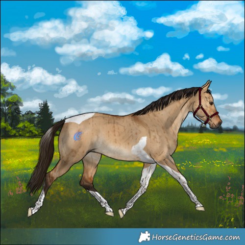 Horse Color:Gray Bay Dun Tobiano Rabicano Brindle 