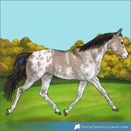 Horse Color:White Spotted Liver Red Dun Blanket 