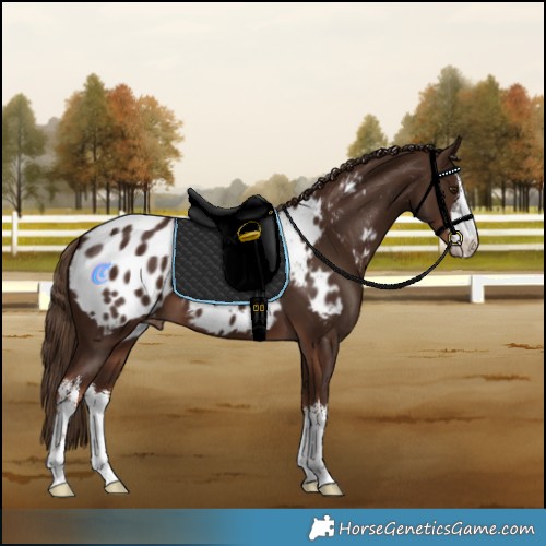 Horse Color:White Spotted Liver Chestnut Blanket