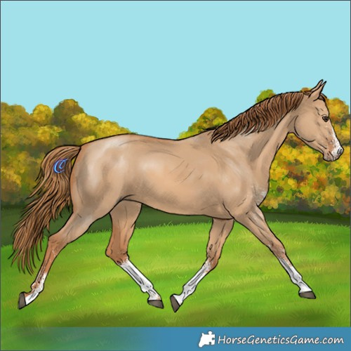 Horse Color:White Spotted Red Dun