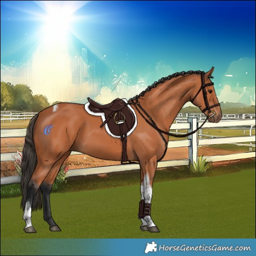 Horse Color:Bay Tobiano 