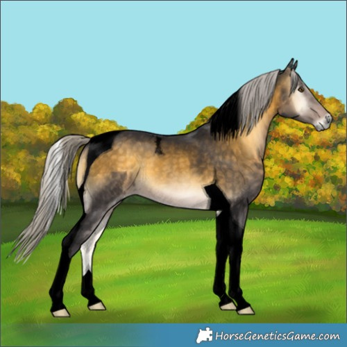 Horse Color:Unknown 