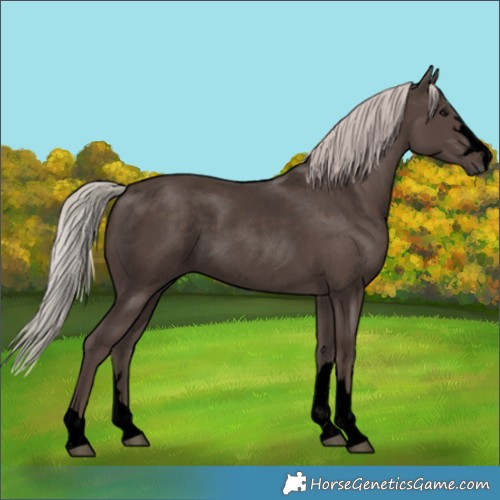 Horse Color:Unknown