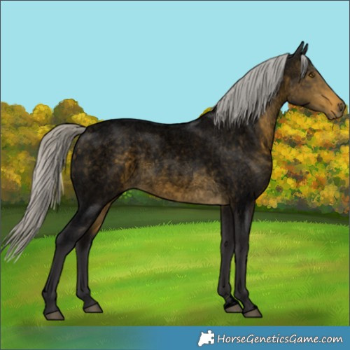 Horse Color:Unknown 