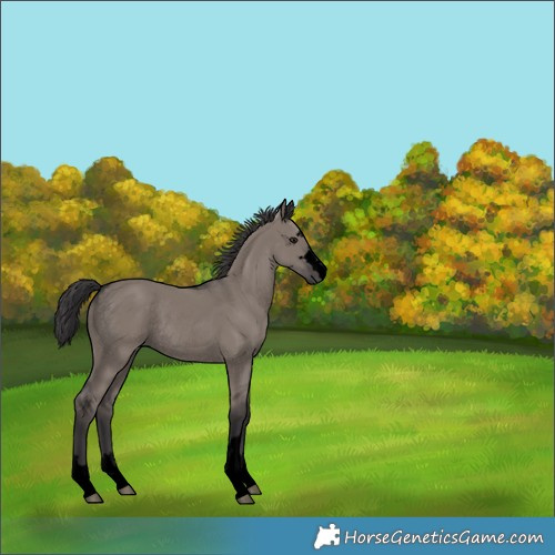 Horse Color:Unknown 