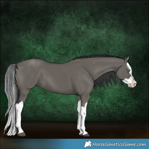 Horse Color:Grullo Splash