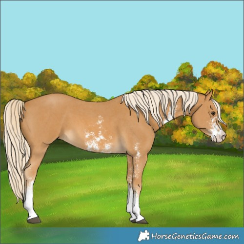 Horse Color:Palomino Sabino