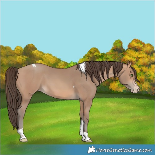 Horse Color:Amber Champagne Tobiano Varnish