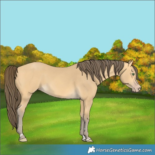 Horse Color:Amber Cream Champagne Rabicano 