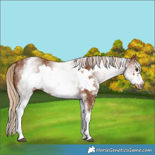 Horse Color:White Spotted Chestnut Frame 