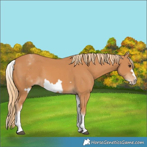 Horse Color:White Spotted Chestnut Frame