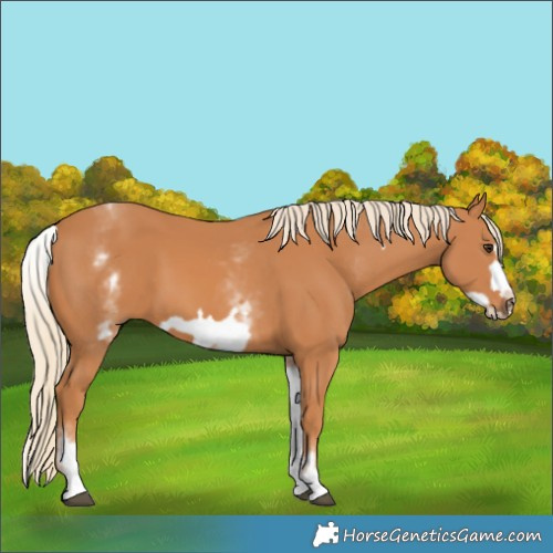 Horse Color:White Spotted Chestnut Frame
