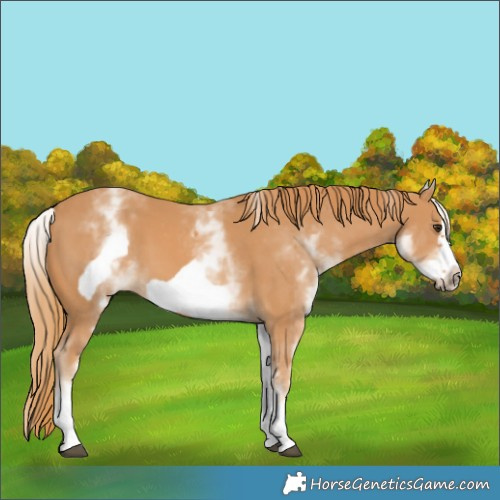 Horse Color:White Spotted Chestnut Frame 