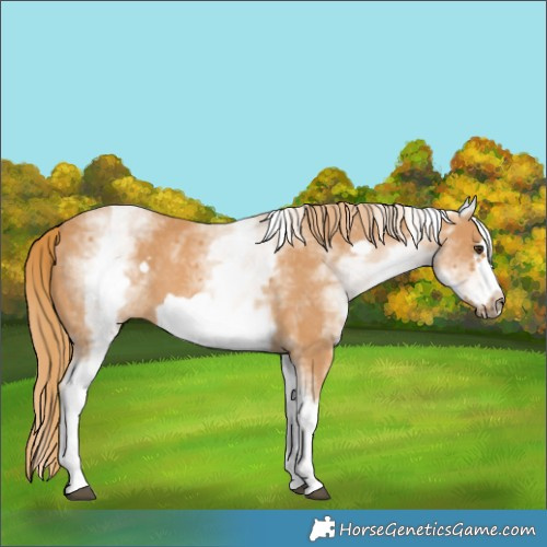 Horse Color:White Spotted Chestnut Frame