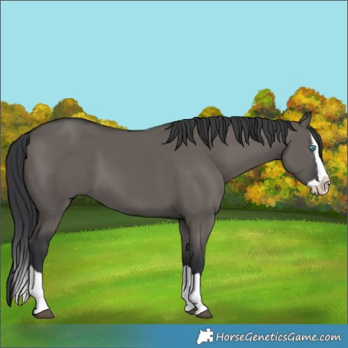 Horse Color:Grullo Splash