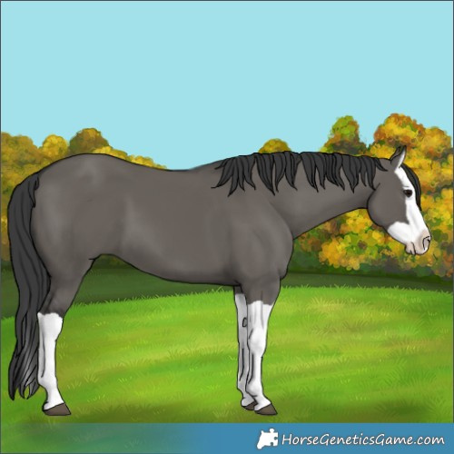 Horse Color:Grullo Splash
