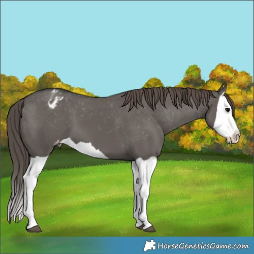 Horse Color:Grullo Splash Appaloosa