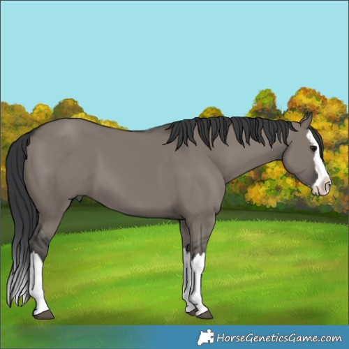 Horse Color:Grullo Splash