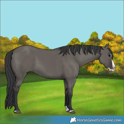 Horse Color:Grullo Splash 