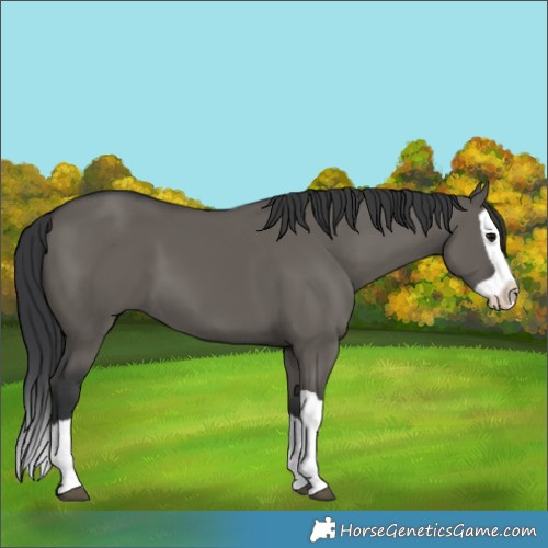 Horse Color:Grullo Splash