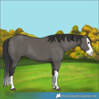 Horse Color:Grullo Splash