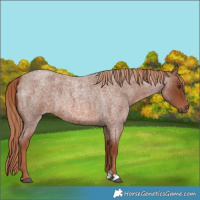 Horse Color:Red Roan