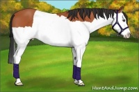 Horse Color:Bay Splash 