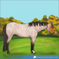 Horse Color:Bay Roan 