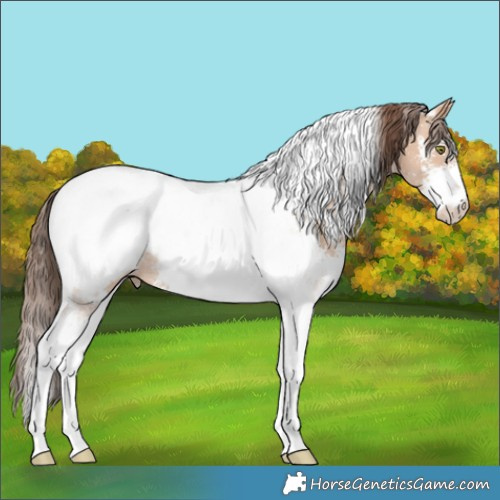 Horse Color:Amber Champagne Sabino Tobiano Near Fewspot