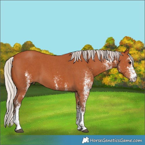 Horse Color:White Spotted Silver Bay 