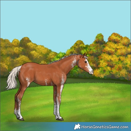 Horse Color:White Spotted Silver Bay
