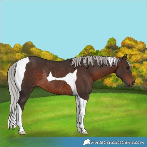 Horse Color:Silver Brown Tobiano Rabicano 