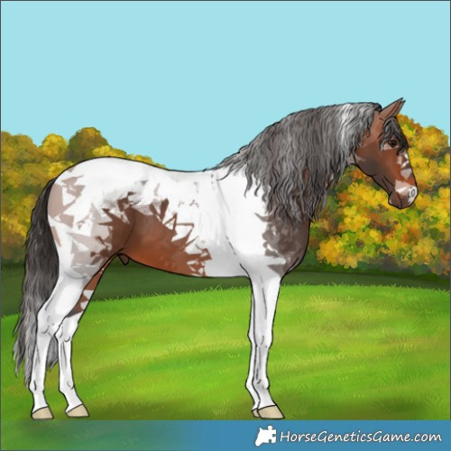 Horse Color:Bay Tobiano 