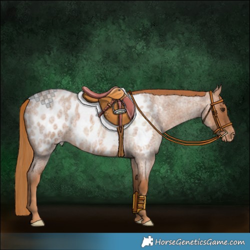 Horse Color:Red Roan Blanket 