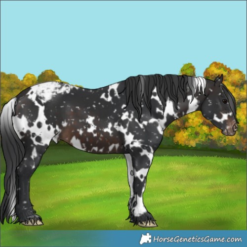 Horse Color:White Spotted Brown Appaloosa