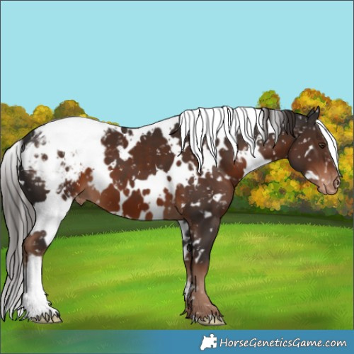 Horse Color:White Spotted Liver Chestnut Appaloosa 