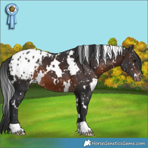 Horse Color:White Spotted Brown Blanket 