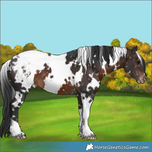 Horse Color:White Spotted Brown Appaloosa