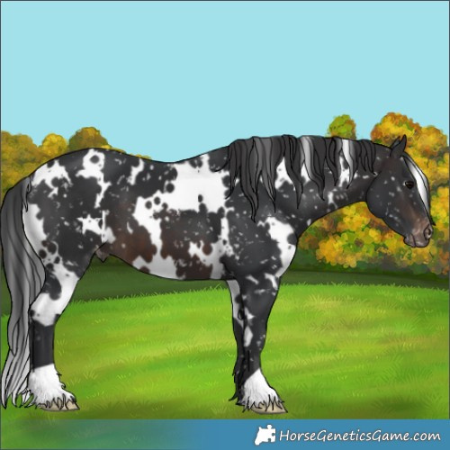 Horse Color:White Spotted Brown Appaloosa