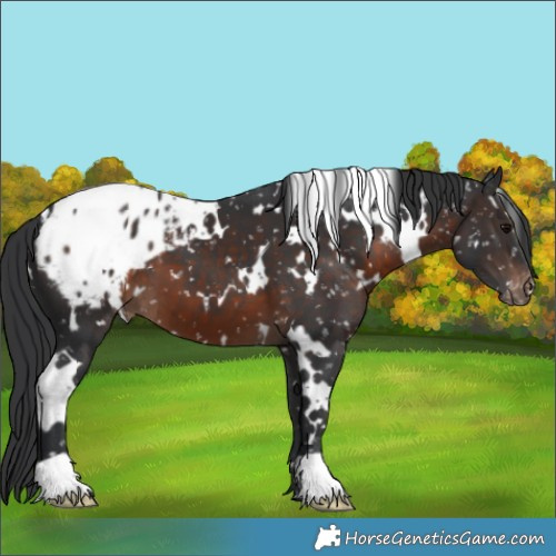 Horse Color:White Spotted Brown Appaloosa