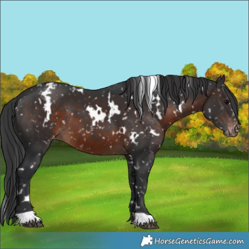 Horse Color:White Spotted Brown Appaloosa 