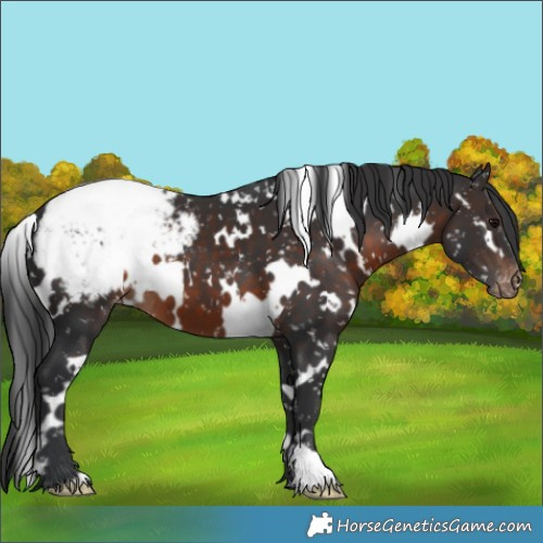 Horse Color:White Spotted Brown Appaloosa