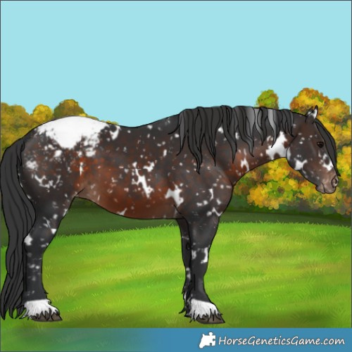 Horse Color:White Spotted Brown Appaloosa