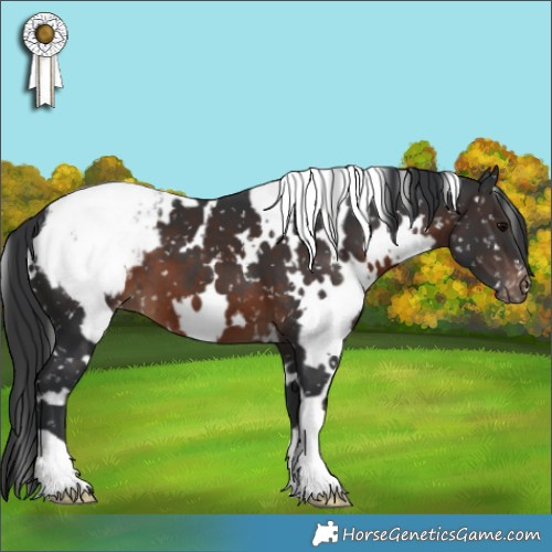 Horse Color:White Spotted Brown Appaloosa